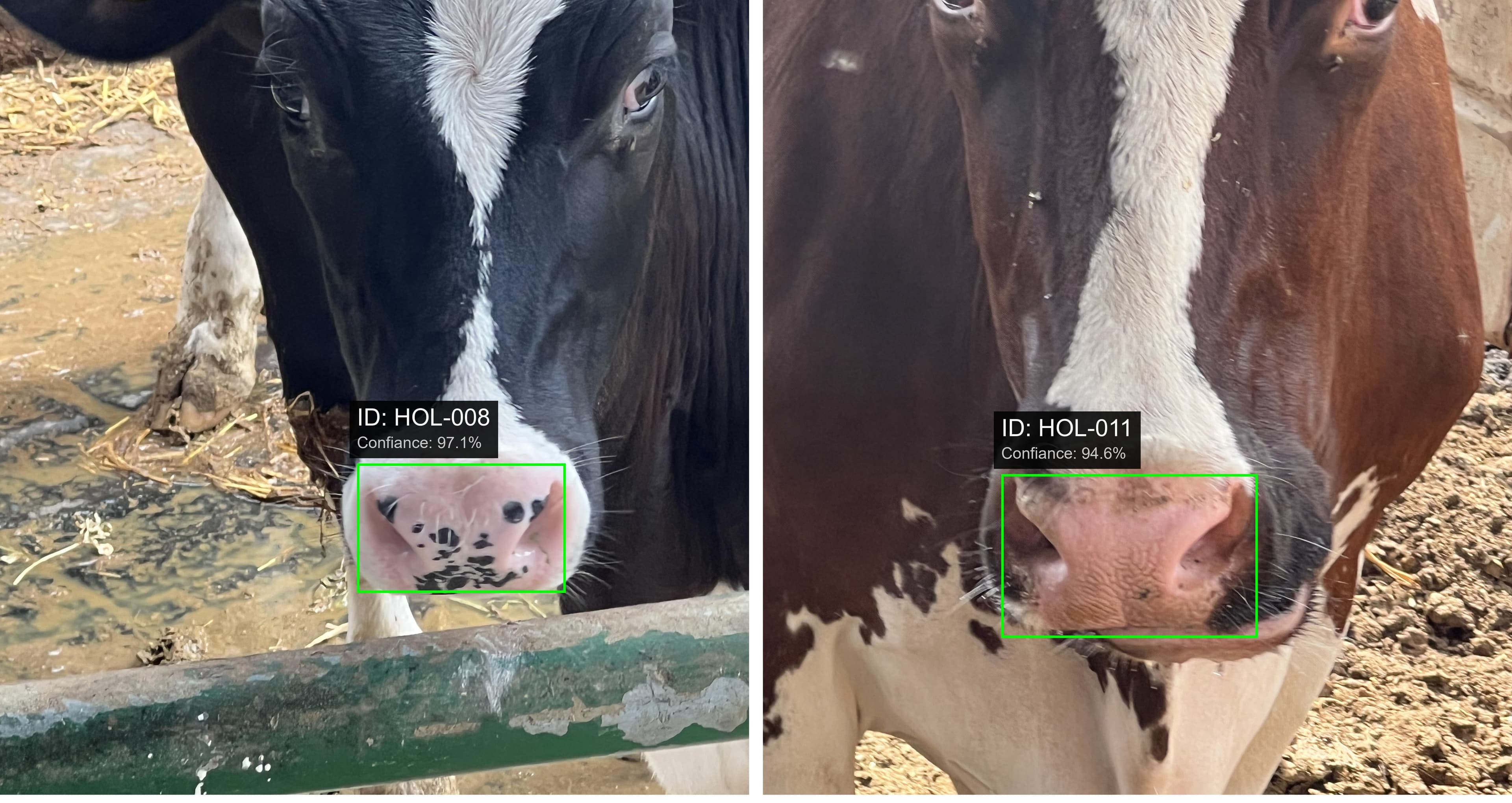 Cattle Face Detection System