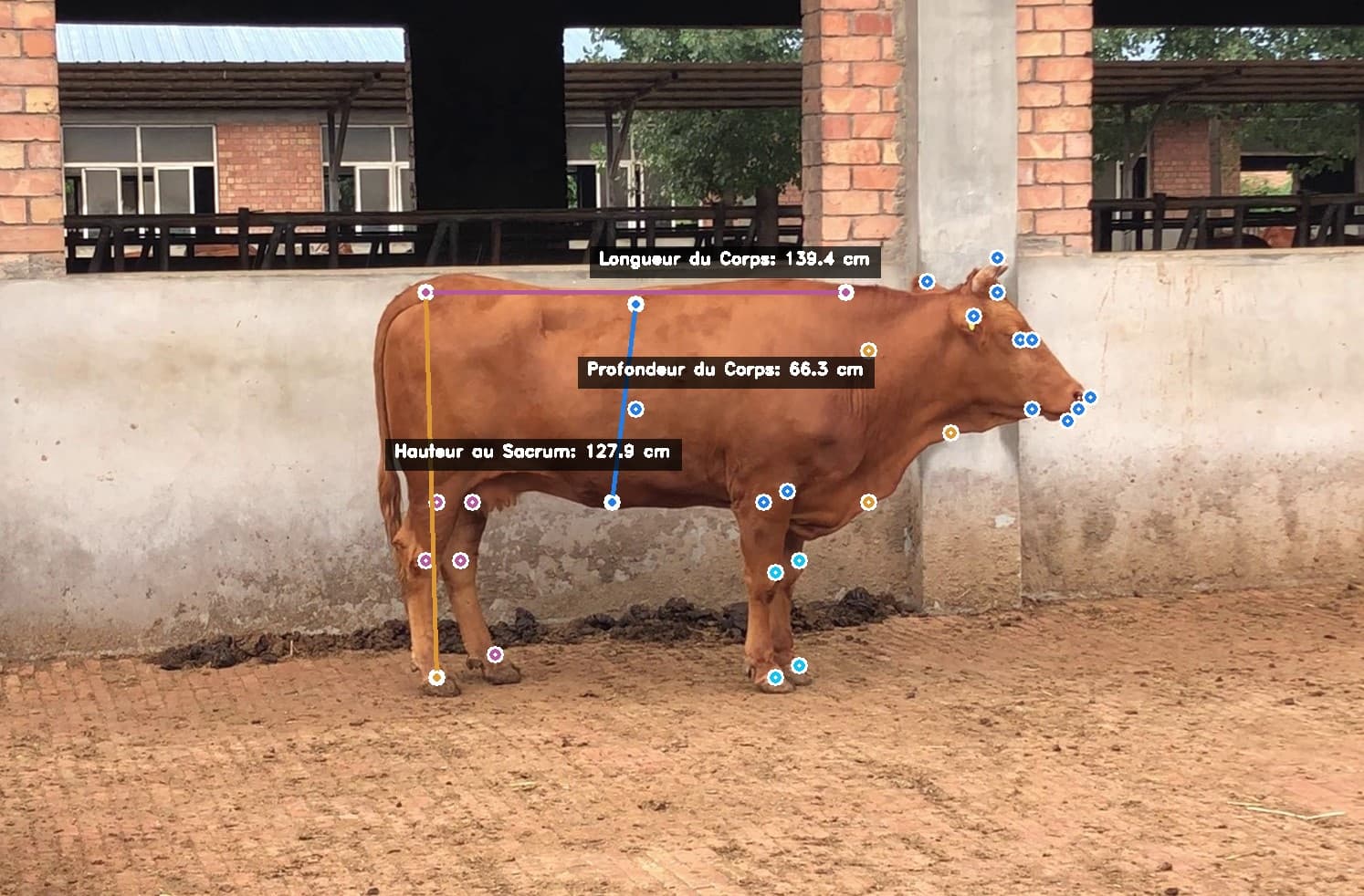 Smart Cattle Measurements Detection